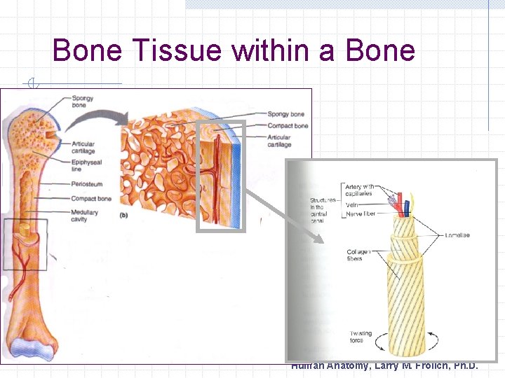 Bone Tissue within a Bone Human Anatomy, Larry M. Frolich, Ph. D. 