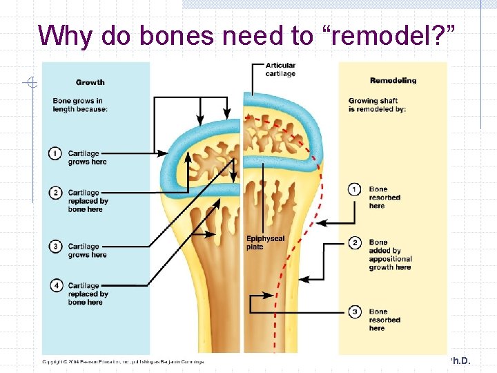 Why do bones need to “remodel? ” Human Anatomy, Larry M. Frolich, Ph. D.