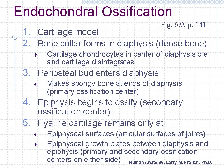 Endochondral Ossification Fig. 6. 9, p. 141 1. Cartilage model 2. Bone collar forms