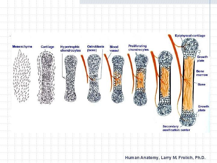 Human Anatomy, Larry M. Frolich, Ph. D. 