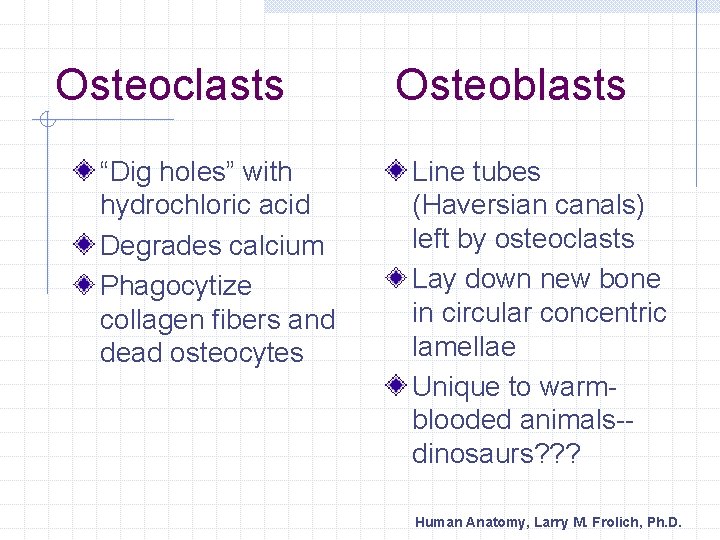 Osteoclasts “Dig holes” with hydrochloric acid Degrades calcium Phagocytize collagen fibers and dead osteocytes