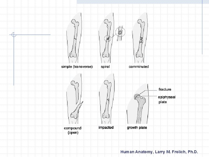 Human Anatomy, Larry M. Frolich, Ph. D. 