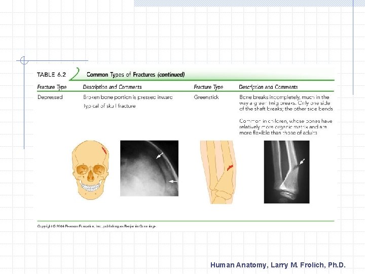 Human Anatomy, Larry M. Frolich, Ph. D. 