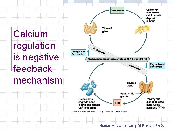 Calcium regulation is negative feedback mechanism Human Anatomy, Larry M. Frolich, Ph. D. 