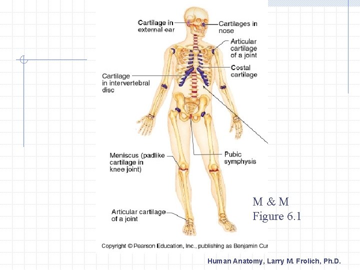 M&M Figure 6. 1 Human Anatomy, Larry M. Frolich, Ph. D. 