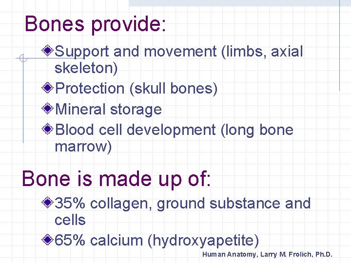 Bones provide: Support and movement (limbs, axial skeleton) Protection (skull bones) Mineral storage Blood