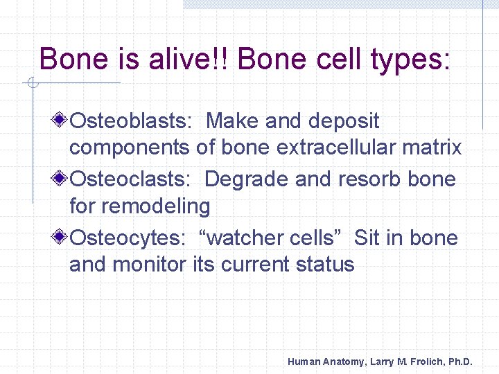 Bone is alive!! Bone cell types: Osteoblasts: Make and deposit components of bone extracellular