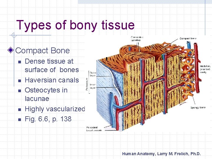 Types of bony tissue Compact Bone n n n Dense tissue at surface of