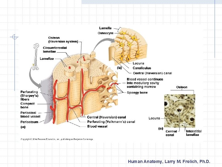 Human Anatomy, Larry M. Frolich, Ph. D. 