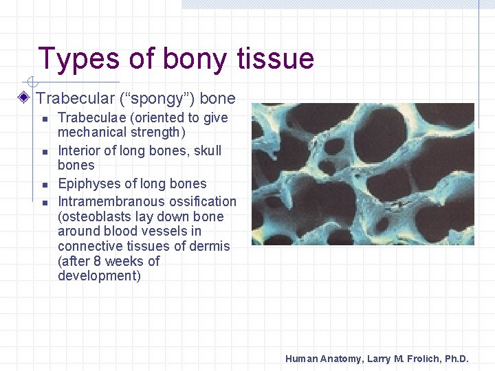Types of bony tissue Trabecular (“spongy”) bone n n Trabeculae (oriented to give mechanical
