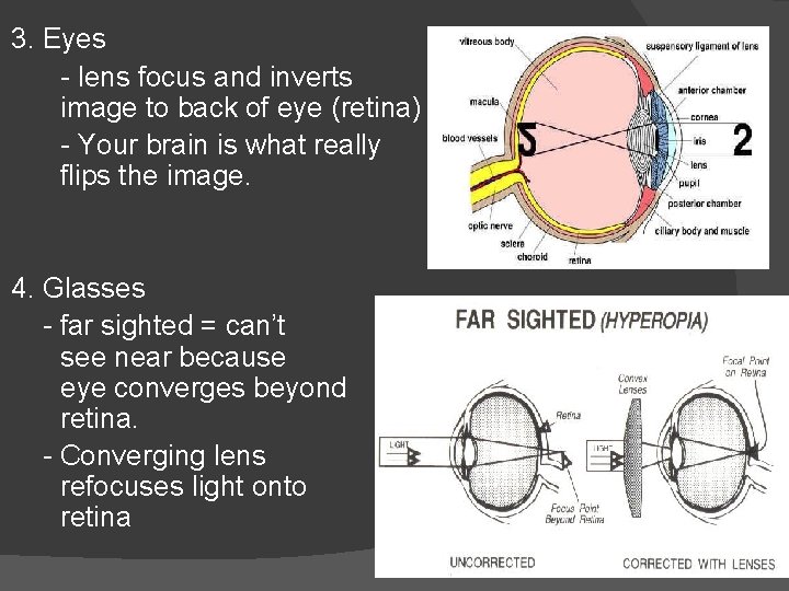 3. Eyes - lens focus and inverts image to back of eye (retina) -