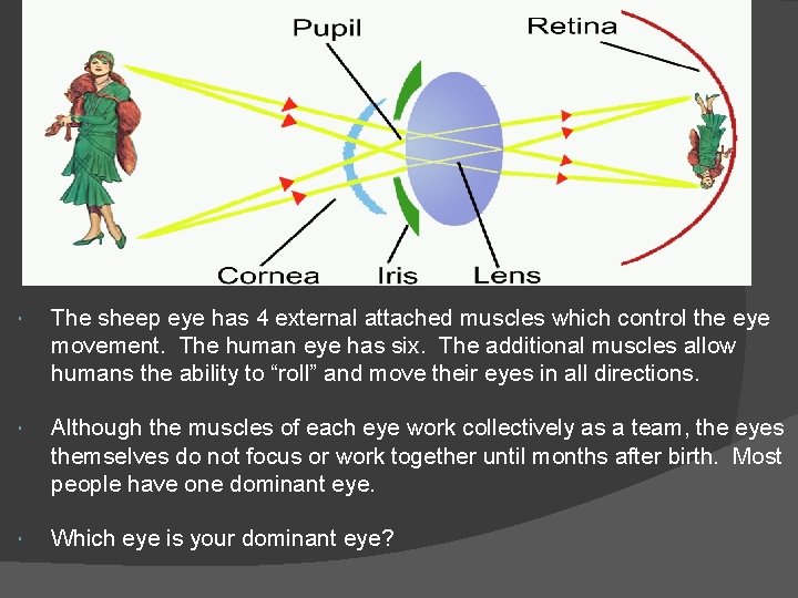  The sheep eye has 4 external attached muscles which control the eye movement.
