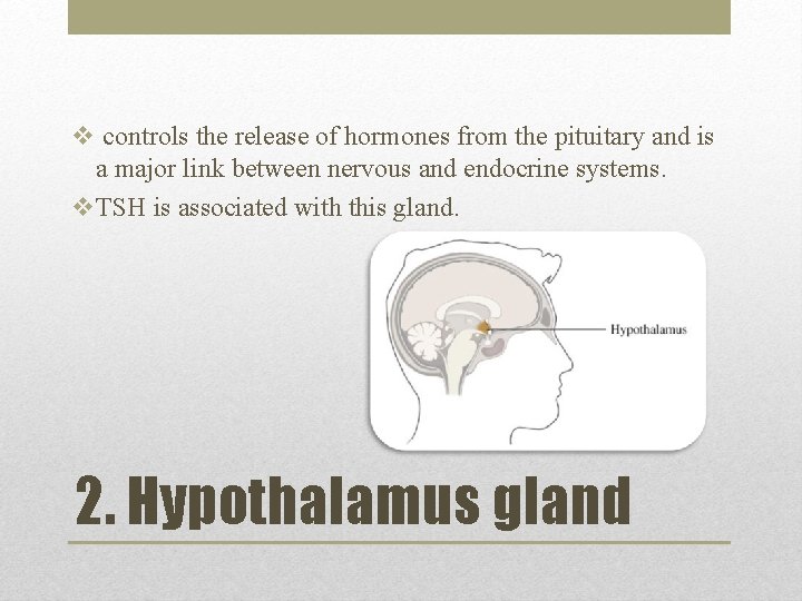 v controls the release of hormones from the pituitary and is a major link