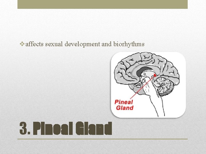 vaffects sexual development and biorhythms 3. Pineal Gland 