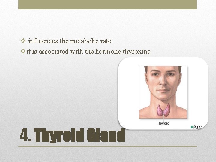 v influences the metabolic rate vit is associated with the hormone thyroxine 4. Thyroid