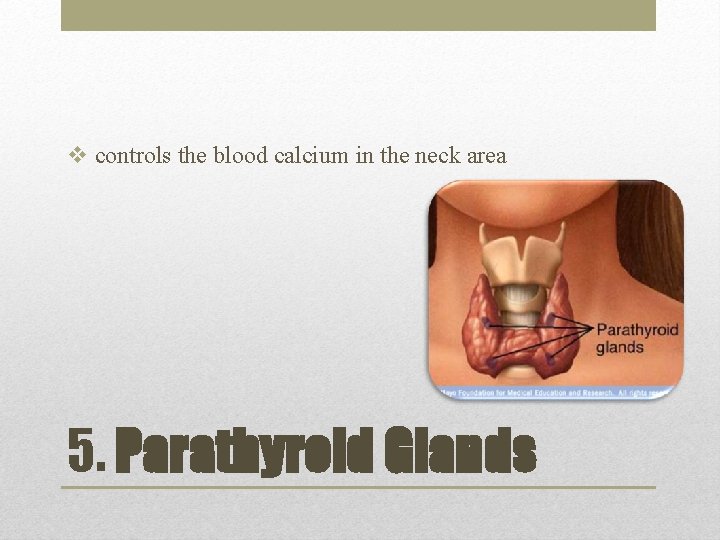 v controls the blood calcium in the neck area 5. Parathyroid Glands 