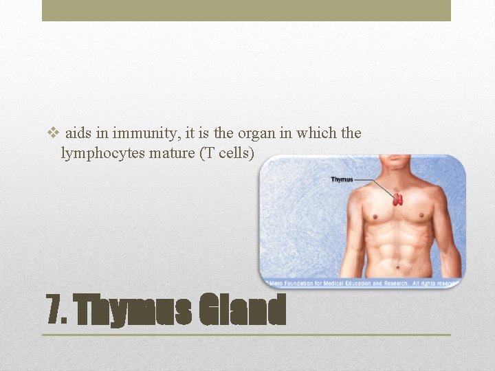 v aids in immunity, it is the organ in which the lymphocytes mature (T