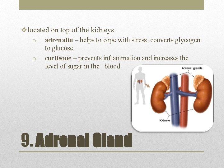 vlocated on top of the kidneys. o o adrenalin – helps to cope with