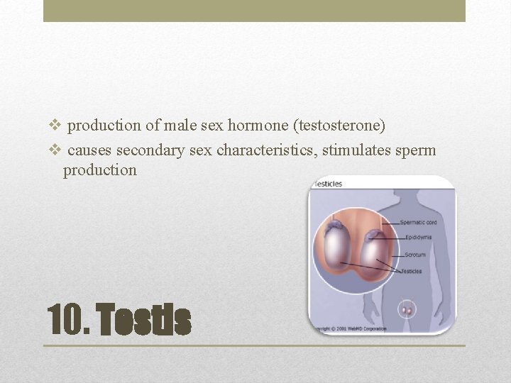 v production of male sex hormone (testosterone) v causes secondary sex characteristics, stimulates sperm