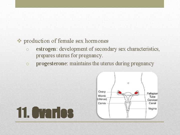 v production of female sex hormones o o estrogen: development of secondary sex characteristics,