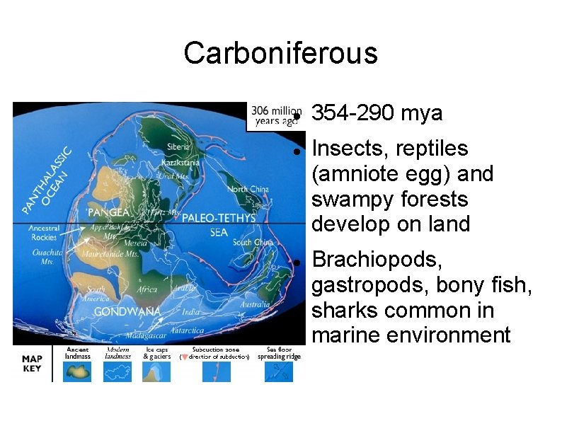 Carboniferous 354 -290 mya Insects, reptiles (amniote egg) and swampy forests develop on land