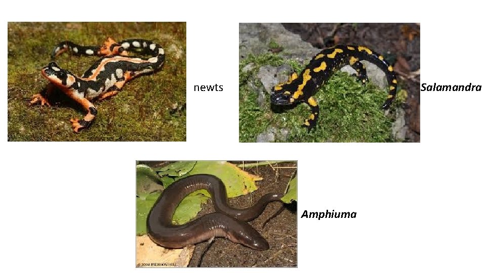 newts Salamandra Amphiuma 