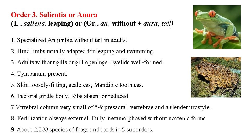 Order 3. Salientia or Anura (L. , saliens, leaping) or (Gr. , an, without