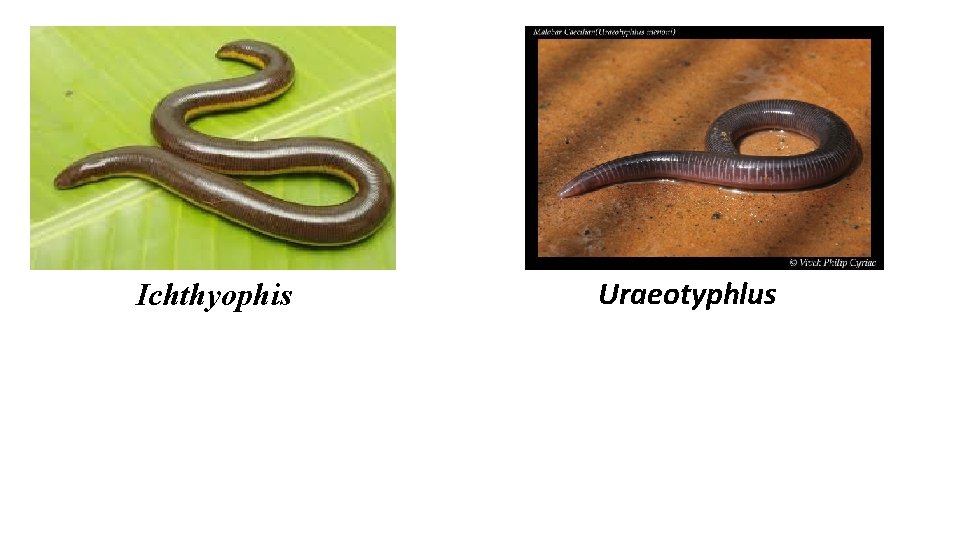Ichthyophis Uraeotyphlus 