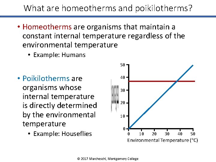 What are homeotherms and poikilotherms? • Homeotherms are organisms that maintain a constant internal