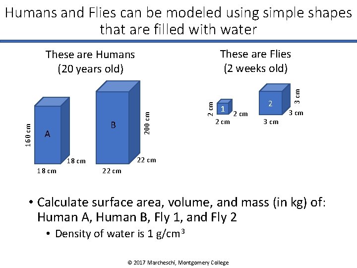 Humans and Flies can be modeled using simple shapes that are filled with water