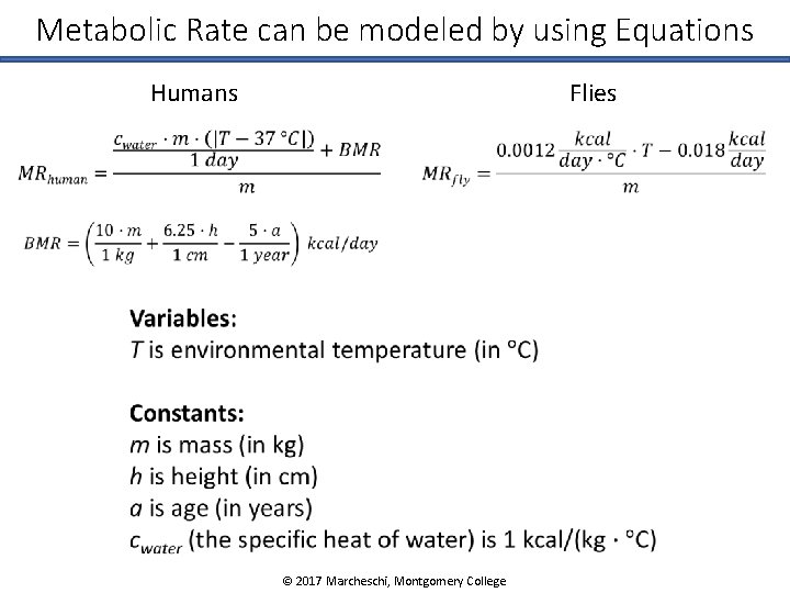 Metabolic Rate can be modeled by using Equations Humans Flies © 2017 Marcheschi, Montgomery