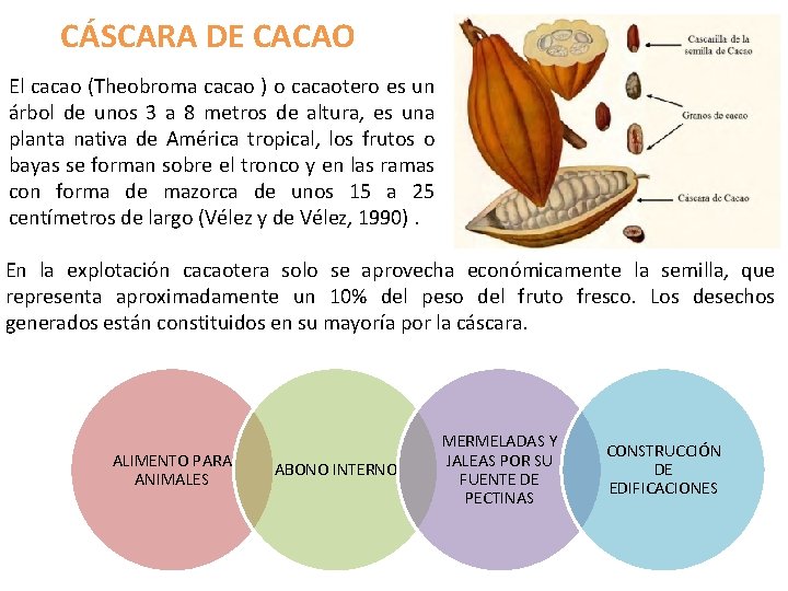 CÁSCARA DE CACAO El cacao (Theobroma cacao ) o cacaotero es un árbol de