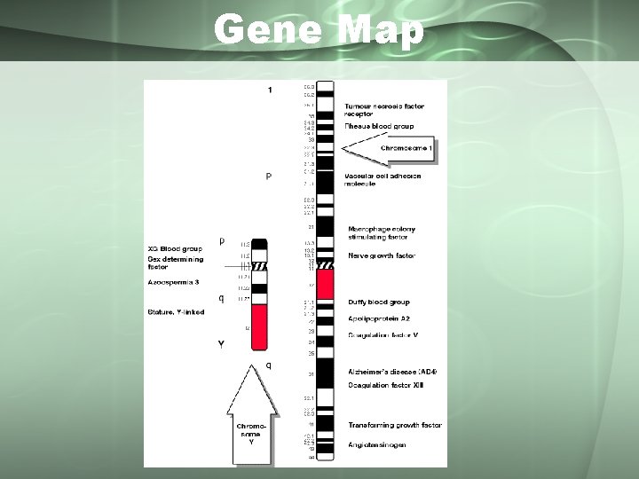 Gene Map 