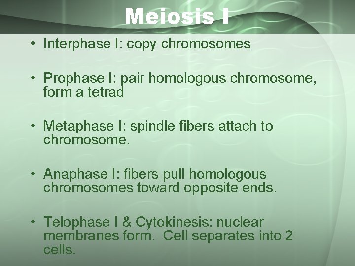 Meiosis I • Interphase I: copy chromosomes • Prophase I: pair homologous chromosome, form