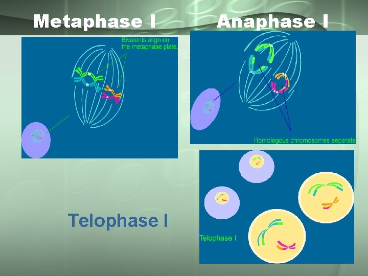 Metaphase I Telophase I Anaphase I 