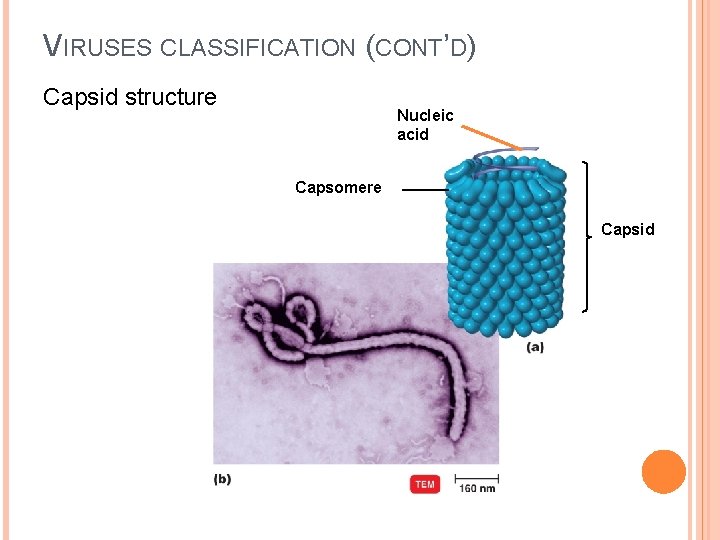 VIRUSES CLASSIFICATION (CONT’D) Capsid structure Nucleic acid Capsomere Capsid 