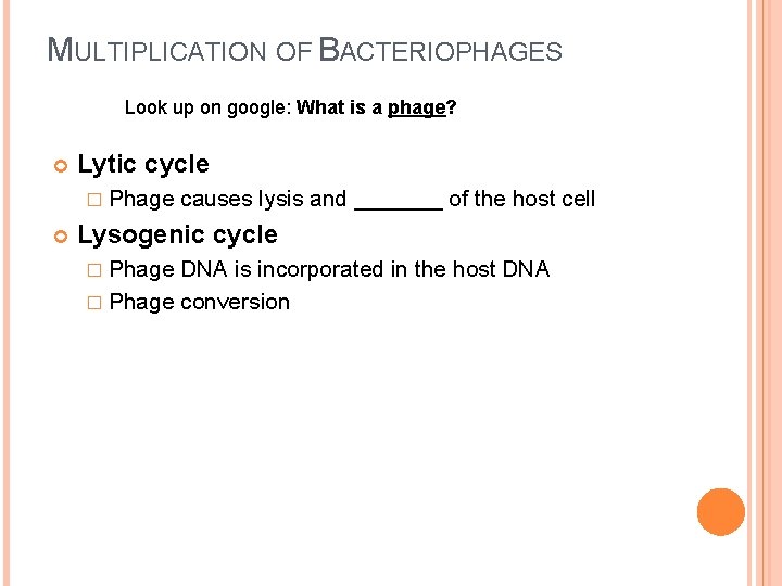 MULTIPLICATION OF BACTERIOPHAGES Look up on google: What is a phage? Lytic cycle �
