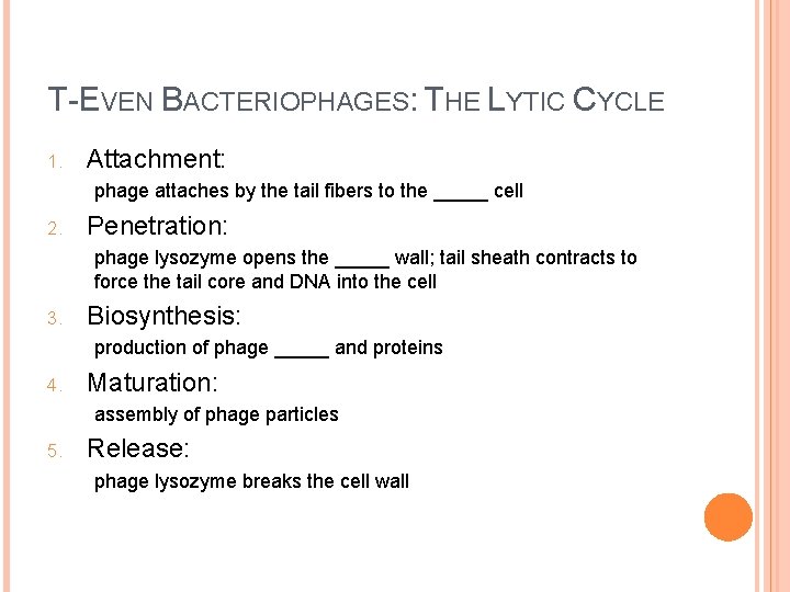T-EVEN BACTERIOPHAGES: THE LYTIC CYCLE 1. Attachment: phage attaches by the tail fibers to