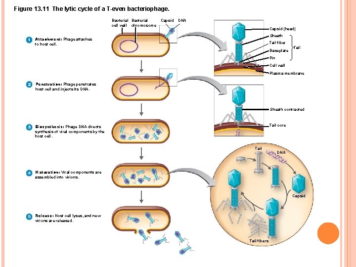 Figure 13. 11 The lytic cycle of a T-even bacteriophage. Bacterial cell wall chromosome