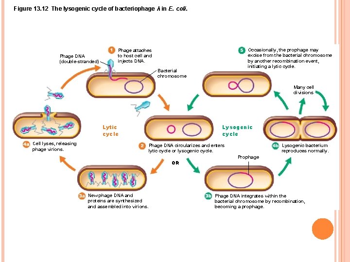 Figure 13. 12 The lysogenic cycle of bacteriophage λ in E. coli. Phage DNA