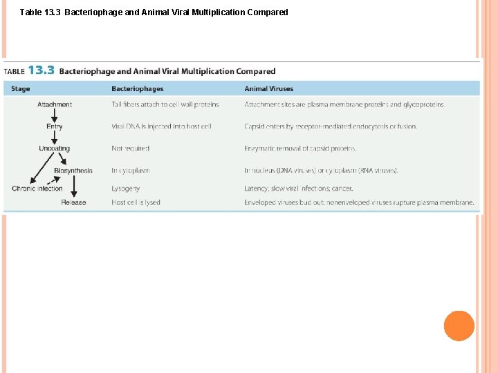 Table 13. 3 Bacteriophage and Animal Viral Multiplication Compared 