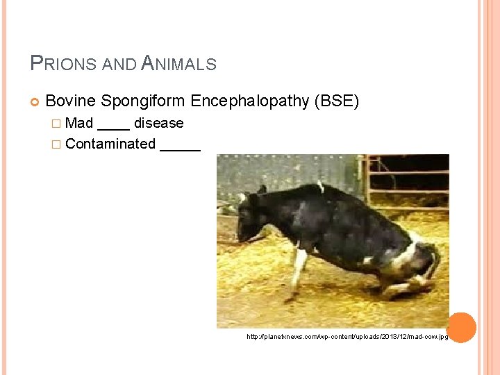 PRIONS AND ANIMALS Bovine Spongiform Encephalopathy (BSE) � Mad ____ disease � Contaminated _____