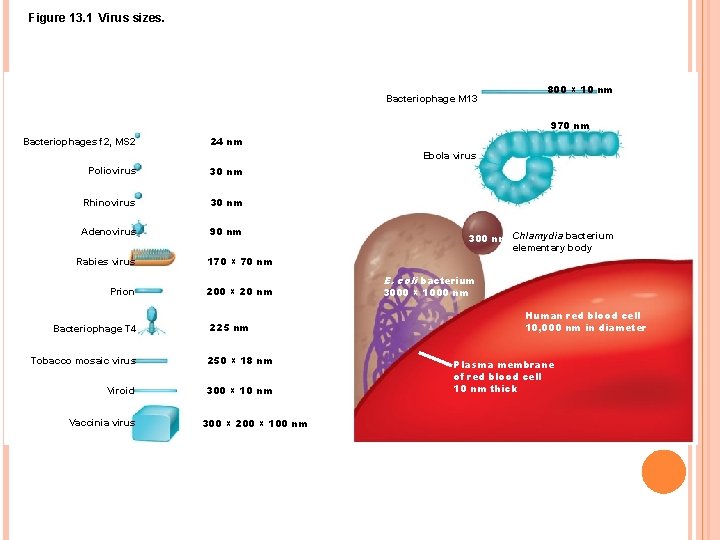 Figure 13. 1 Virus sizes. Bacteriophage M 13 800 × 10 nm 970 nm