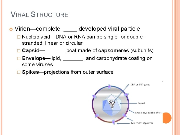 VIRAL STRUCTURE Virion—complete, ____ developed viral particle � Nucleic acid—DNA or RNA can be