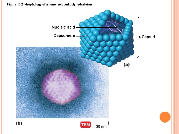 Figure 13. 2 Morphology of a nonenveloped polyhedral virus. Nucleic acid Capsomere Capsid 