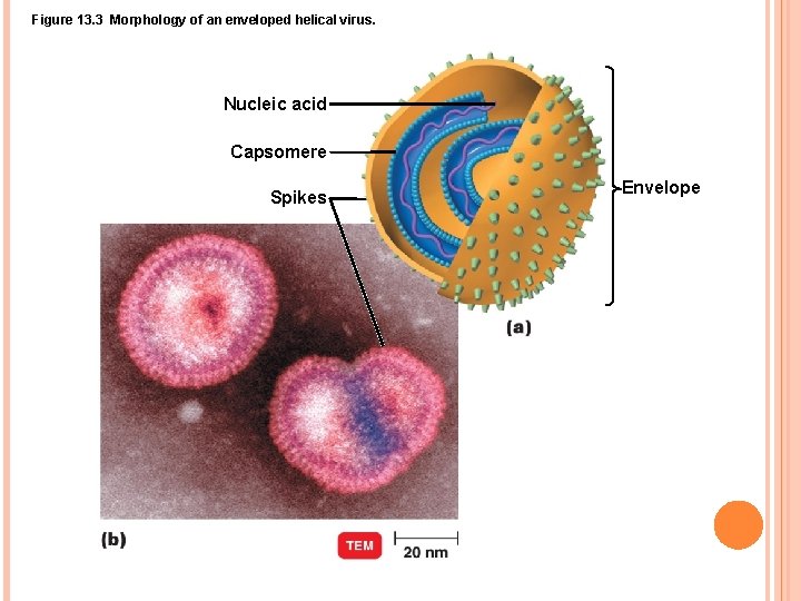 Figure 13. 3 Morphology of an enveloped helical virus. Nucleic acid Capsomere Spikes Envelope