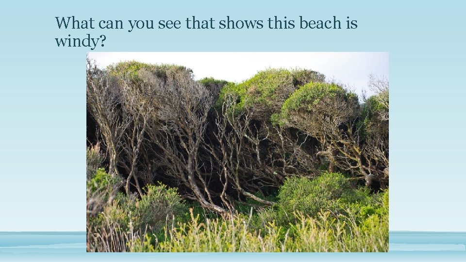 What can you see that shows this beach is windy? 