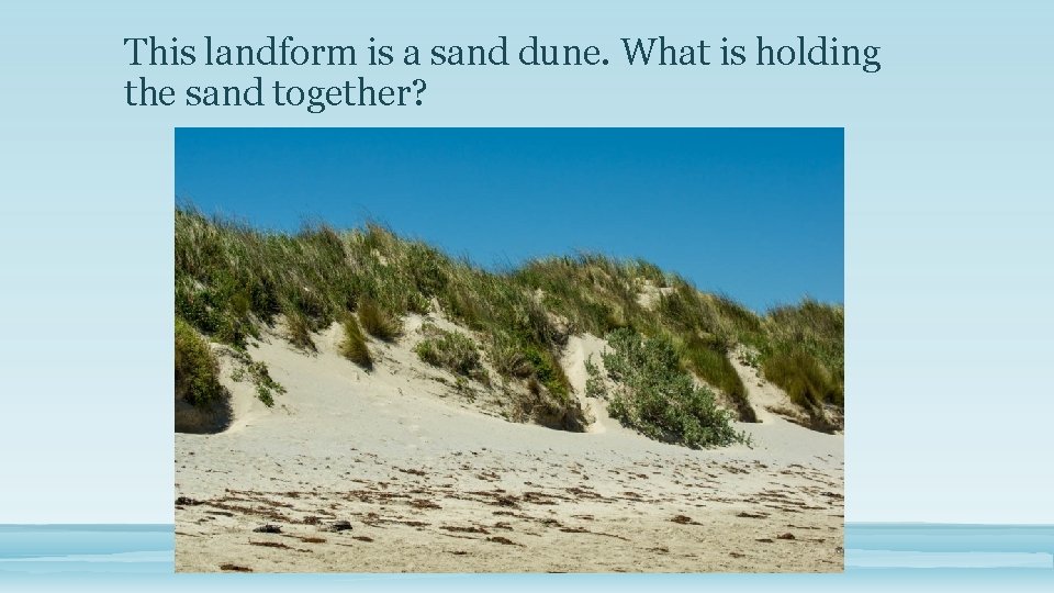 This landform is a sand dune. What is holding the sand together? 