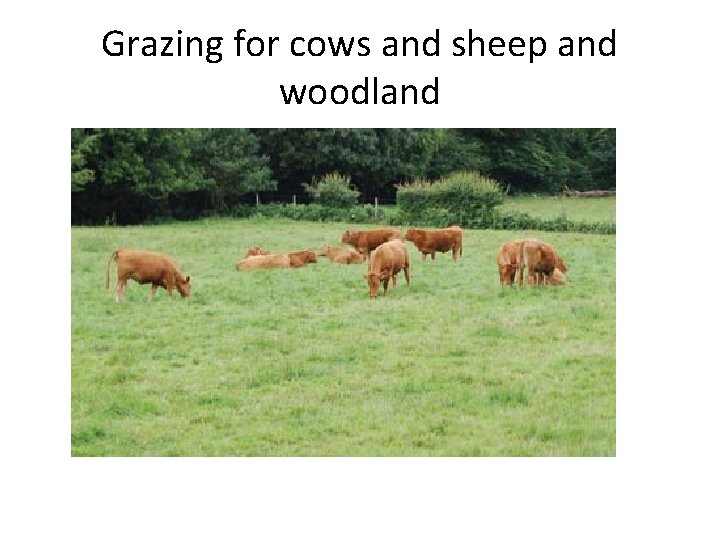 Grazing for cows and sheep and woodland 