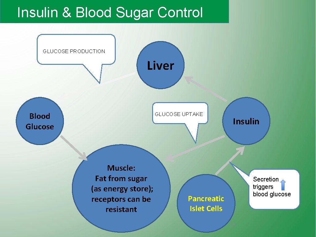 Insulin & Blood Sugar Control GLUCOSE PRODUCTION Liver Blood Glucose GLUCOSE UPTAKE Muscle: Fat